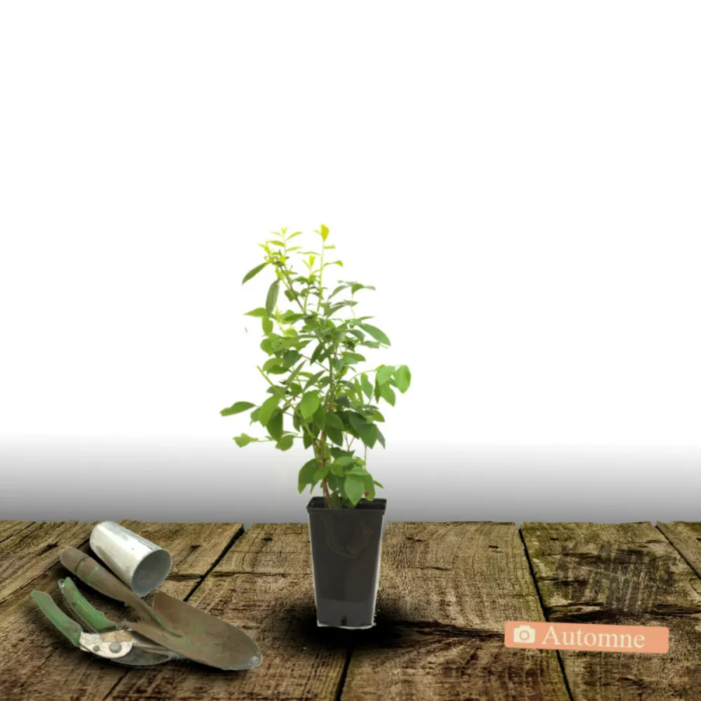 Myrtille brigitta/[-]pot de 1l - 10/30 cm